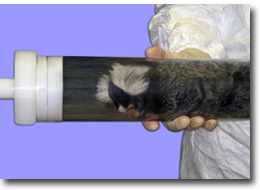 A marmoset is prepped for scanning